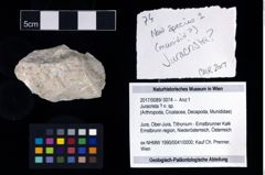 Foto (Objekt + Etikett) von Juracrista ? n. sp.  (NHMW-GEO-2017-0089-0074)